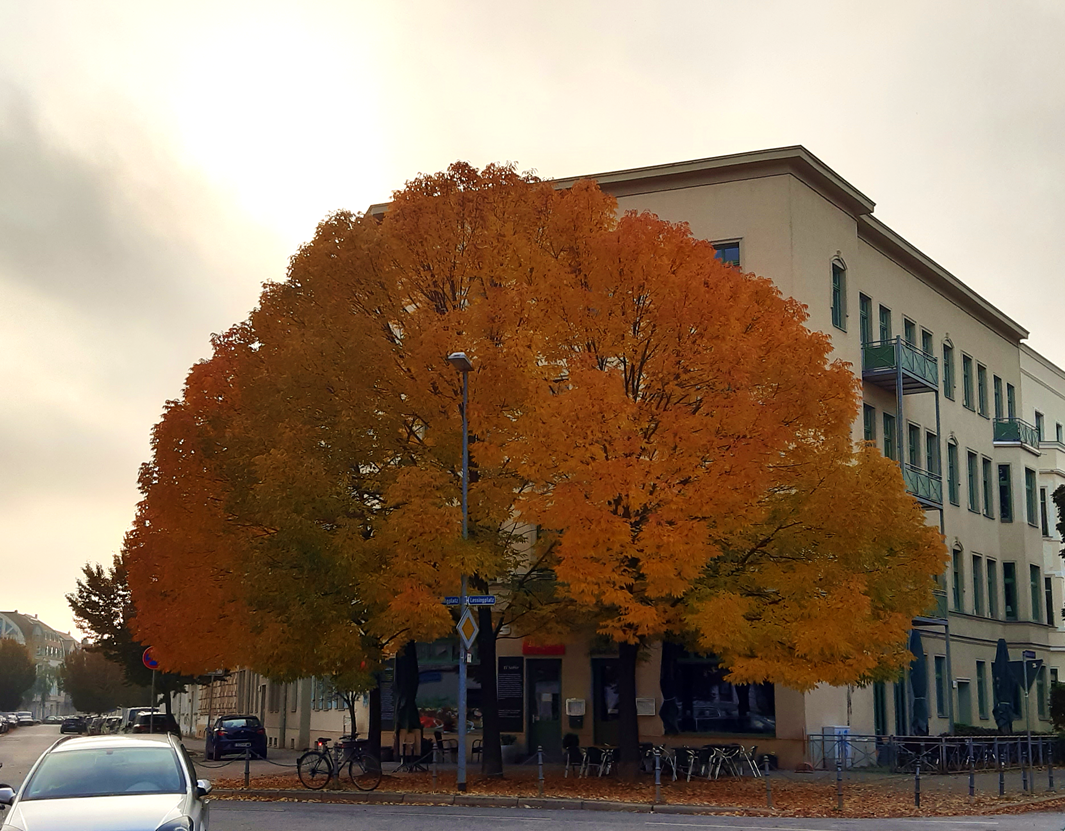 Herbstimpressionen in der Magdeburger Innenstadt